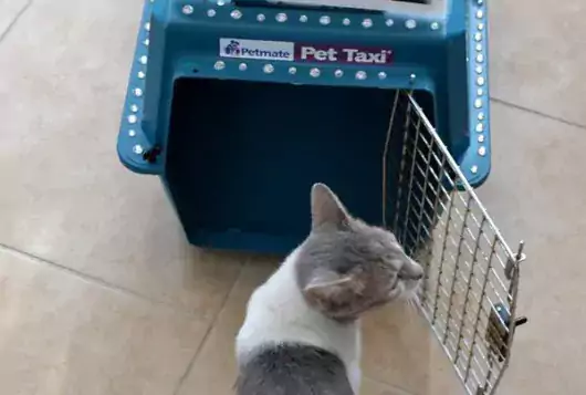 grey and white cat stands outside of cat carrier