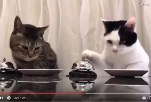 still frame from cats ringing bell video
