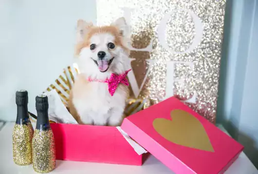 small white dog in pink gift box smiling