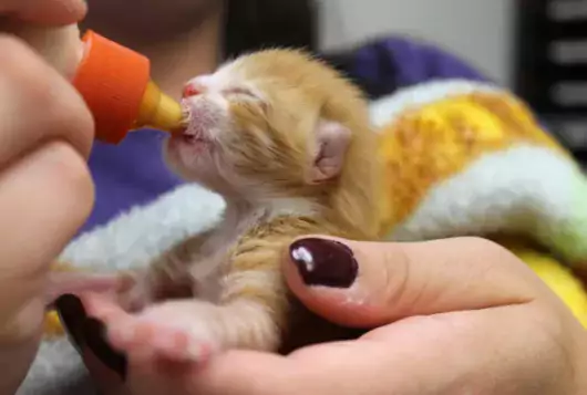newborn kitten being bottle fed