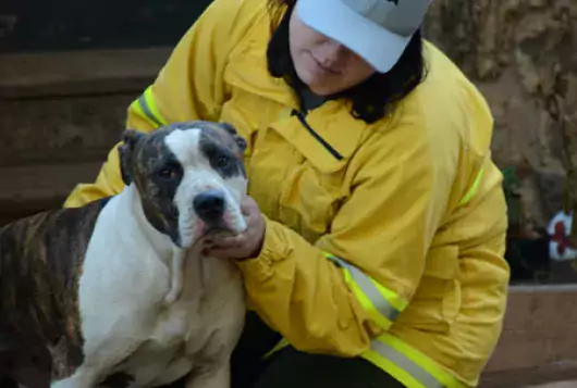 rescuer in yellow safety gear holds gray and white dog