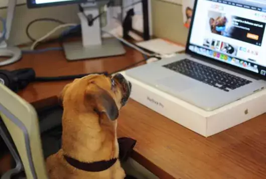 dog looking at laptop