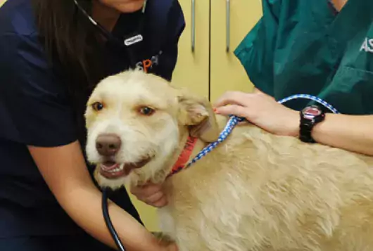 yellow dog has heart rate checked by vet staff