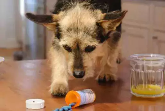 dog sniffs medication left on a table