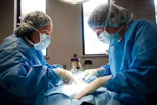 two surgeons leaning over spay patient