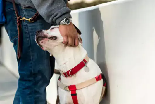 white dog on leash leans into owner to get petted