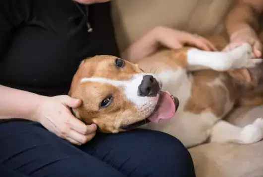 brown and white dog lying on lap being petted happily by two people