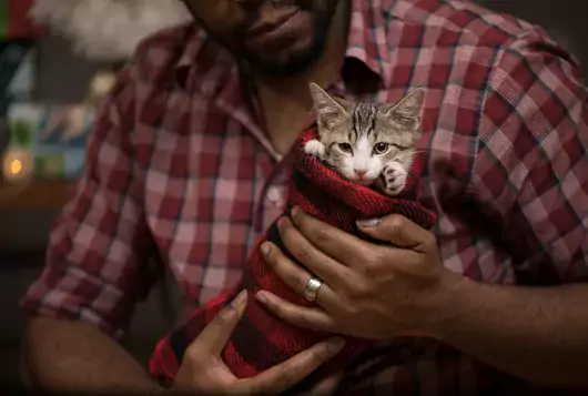 kitten in christmas stocking held by adopter