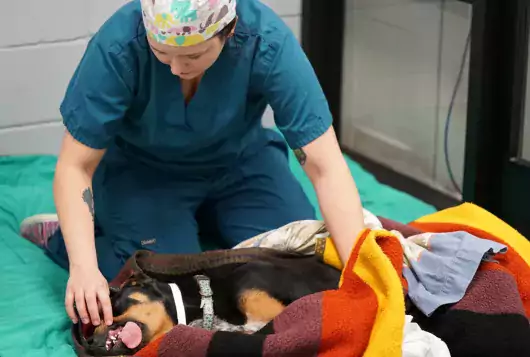 woman in scrubs tending to anesthetized dog