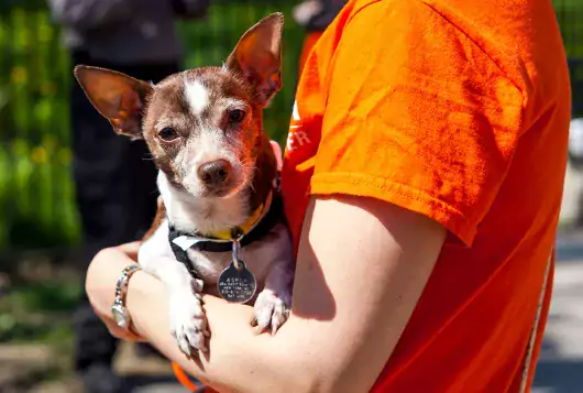 person in orange tee shirt holds small brown dog outside