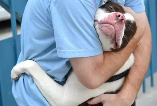 medical staff hugs a standing brown and white pit type dog looking happy