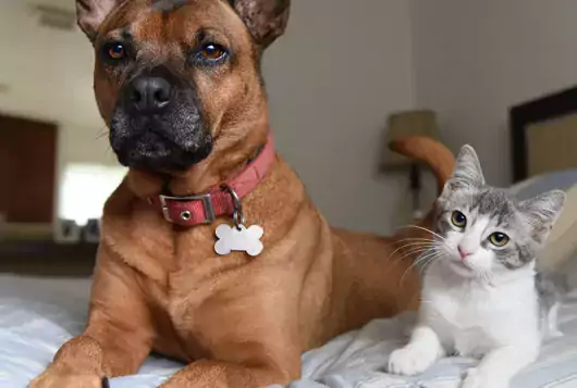 dog and cat on bed looking at camera