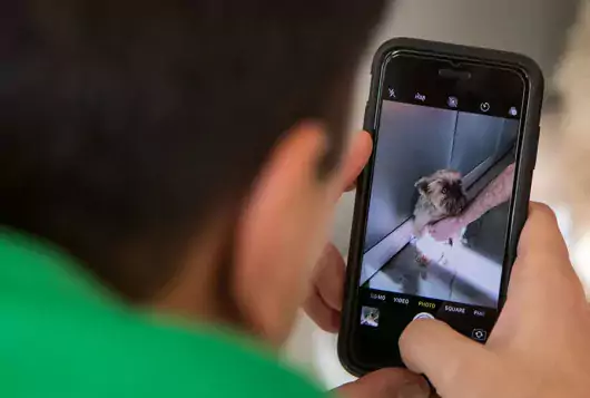 person in green shirt taking photo of dog