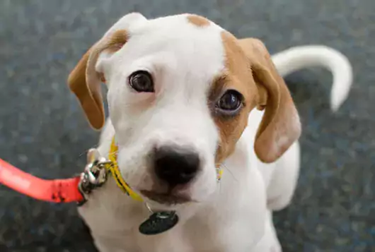 tan and white puppy with orange leash indoors