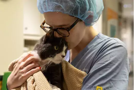 staff in glasses and scrubs hugs black and white cat in clinic setting