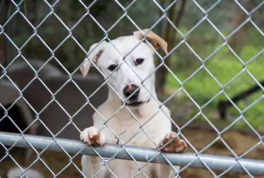 white dog behind chain link fence