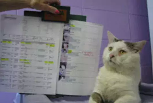 cat looking at clipboard