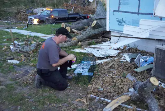 man sets out trap amid wreckage from disaster