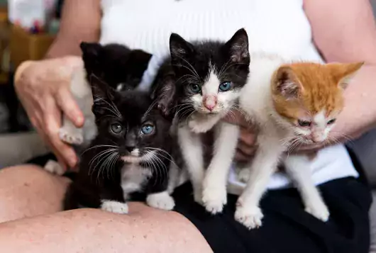 4 kittens being held by a person.