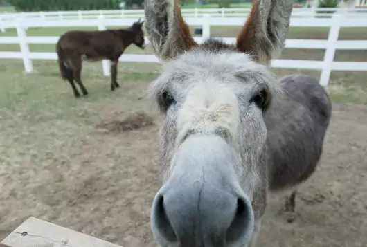 donkey at wooden fence with nose in camera