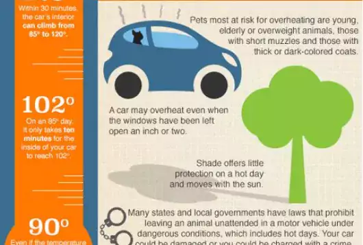 infographic about the dangers of leaving animals in hot cars