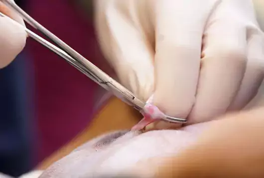 close up of scrotal neuter surgery