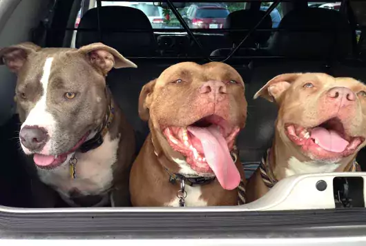three happy pit bull mixes in the back of a car