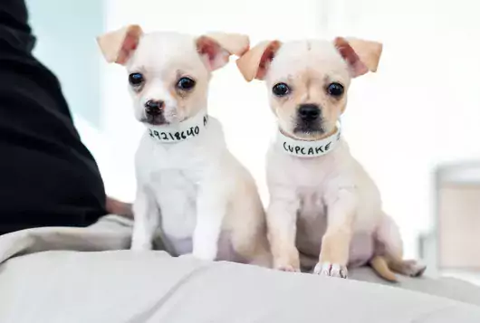 two tiny puppies ready for adoption