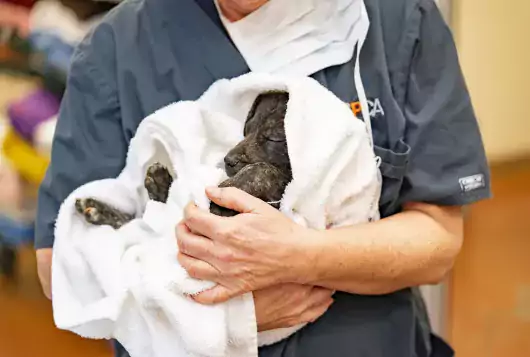 Veterinarian holds a spay/neuter patient.