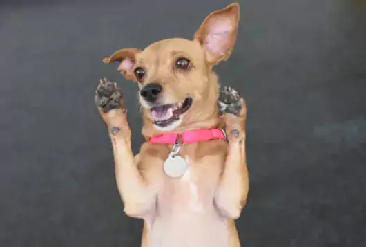 happy chihuahua mix stands on hind legs with front paws in the air