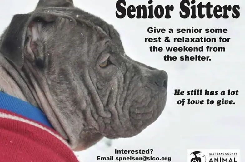 senior gray pit mix on poster for adoptions in salt lake city