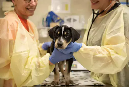 black and tan dog being examined by two medical staff wearing PPE