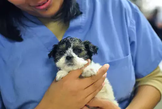 person in blue scrubs holds small black and white curly haired puppy