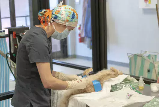 A surgeon performing a cat neuter