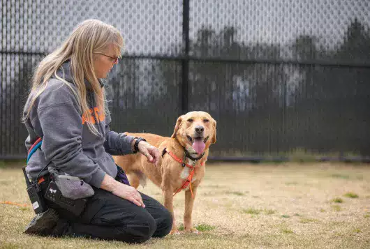 a tan dog is assessed outdoors by a member of behavior staff