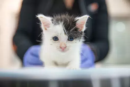a small white and gray kitten is held by veterinarian wearing purple gloves