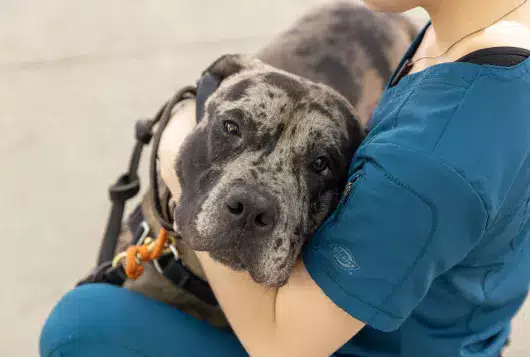 a veterinarian cradles a large gray and black dog who looks sleepy