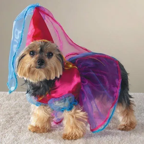 The BEST Ways to Celebrate Halloween With Your Pooch! - Pet and Home Care