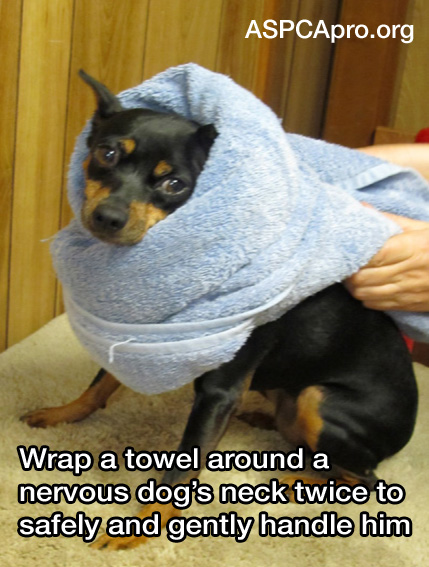 21 Life Hacks Animal Shelters Can't Live Without | ASPCApro